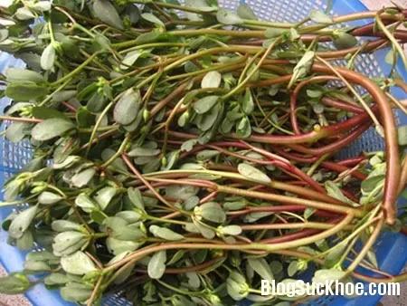 Rau sam giàu vitamin dùng chữa nhiều bệnh