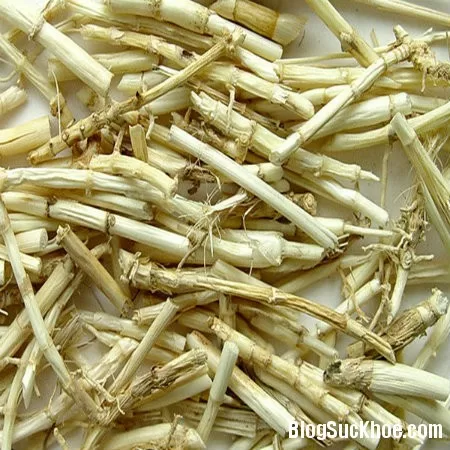 Rễ cỏ tranh hỗ trợ điều trị viêm thận cấp