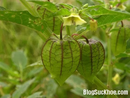 Trị ho do đờm bằng quả tầm bóp