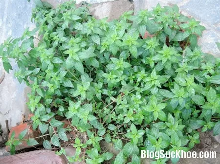 Cây thuốc dòi chữa viêm sưng vú