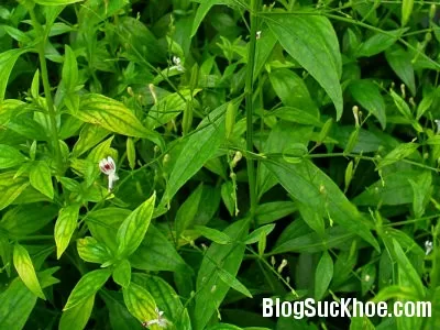 Xuyên tâm liên chữa lở ngứa, rôm sảy, mụn nhọt