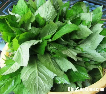 Cải trời và công dụng chữa bệnh