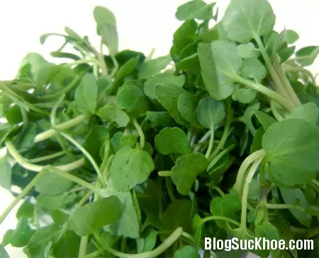 Công dụng chữa bệnh ít biết của cải xoong