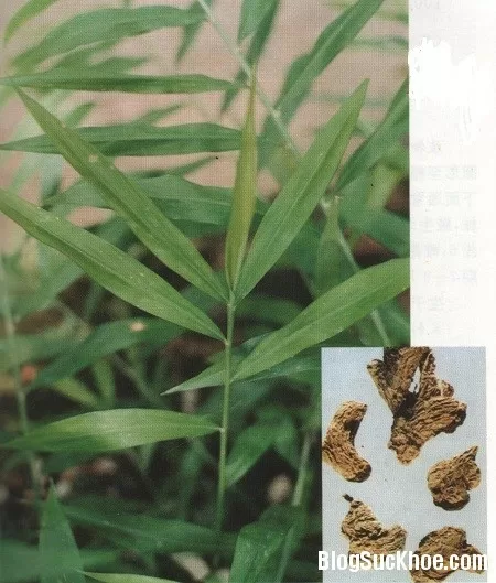 Bài thuốc chữa chứng khó tiêu