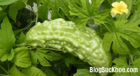 Mướp đắng trị cảm do nắng nóng