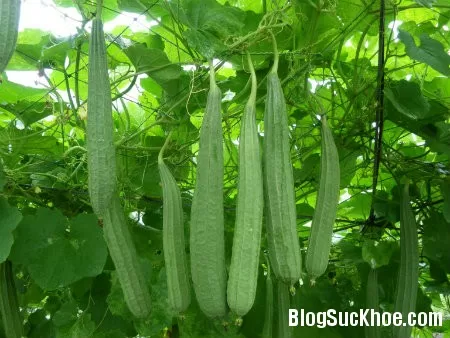Bài thuốc dân gian chữa bệnh từ quả mướp