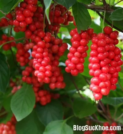 Bài thuốc hay chữa khản tiếng, mất tiếng