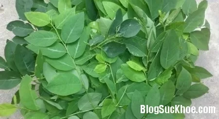 Rau ngót chữa béo phì, tim mạch và tiểu đường