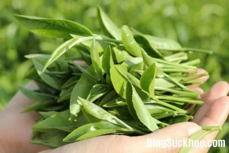 Công dụng chữa bệnh của trà xanh theo Đông y