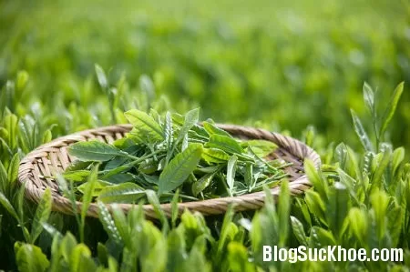 Tác dụng của trà xanh đối với thai phụ