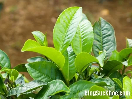 Tác dụng chữa bệnh của lá chè xanh