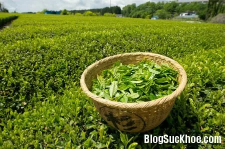 Công dụng của trà xanh