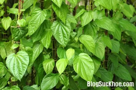 10 công dụng chữa bệnh tuyệt vời của lá trầu không