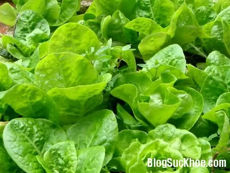 Ăn xà lách tốt cho sức khỏe