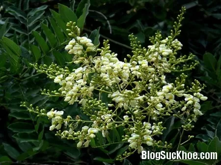 Cây hoa hòe chữa đau đầu khi thay đổi thời tiết