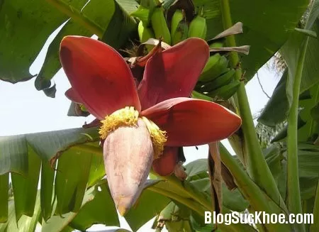 3 bài thuốc dân gian chữa đau dạ dày hiệu quả
