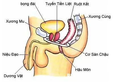 Nguyên nhân gây bệnh viêm tuyến tiền liệt