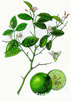 Rễ chanh chữa ho, đau răng, sâu răng