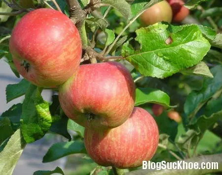 5 loại thực phẩm dễ tìm cải thiện hệ miễn dịch của mẹ bầu