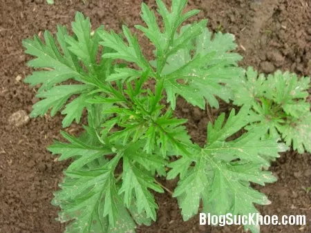 7 loại rau gây sảy thai ở phụ nữ