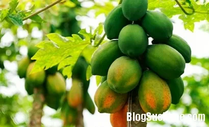 Cách dùng đu đủ xanh trị sỏi thận