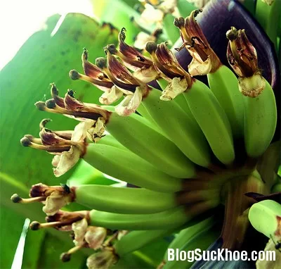 Phương pháp dân gian chữa mụn thịt hiệu quả