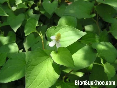 Bài thuốc chữa bệnh thối tai ở trẻ