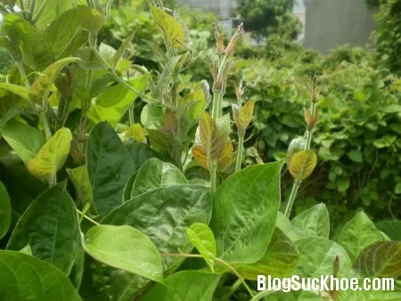 Bài thuốc dân gian trị bệnh tiêu chảy cho bé