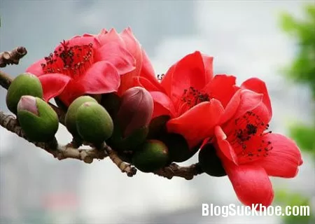 Bài thuốc dân gian chữa ho, trị viêm họng