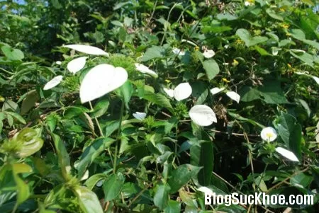 Bài thuốc chữa bệnh từ cây bướm bạc