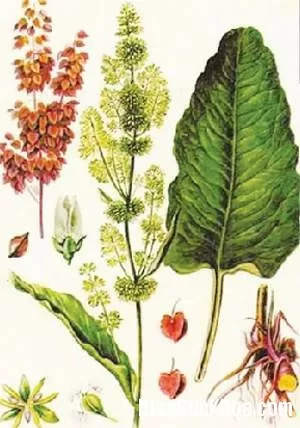 Cây lưỡi ba hỗ trợ điều trị đau dạ dày