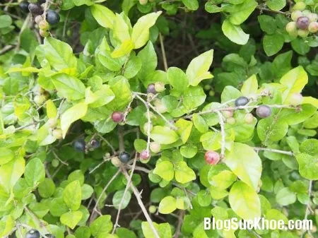 Cây canh châu chữa ngứa, rôm sảy