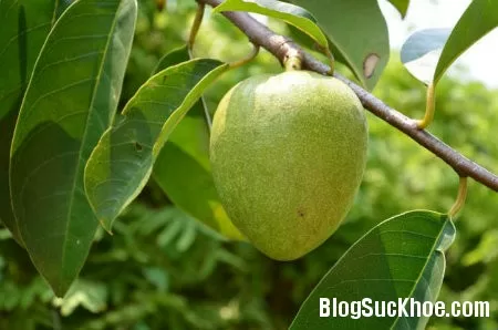 Tác dụng chữa bệnh của cây bình bát