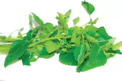 Bài thuốc dân gian chữa mẩn ngứa vùng âm hộ