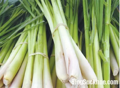 Cây sả sát khuẩn, chống viêm