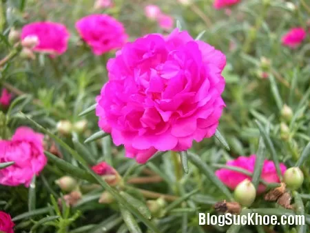 Chữa viêm họng bằng hoa mười giờ