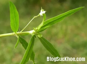 6 loại trà dược cho người viêm gan