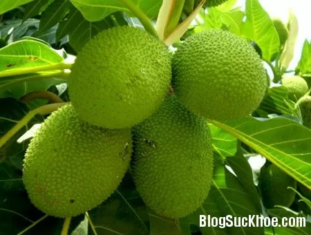 Những phương thuốc trị bệnh từ cây sa kê