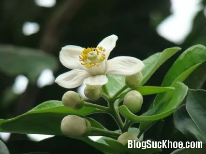 Hoa bưởi chữa chứng ngáp vặt