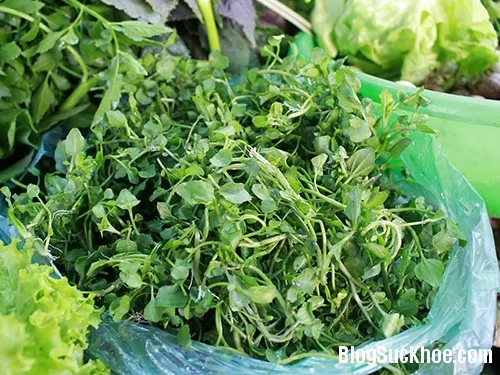 Chữa ho từ cây nhà lá vườn