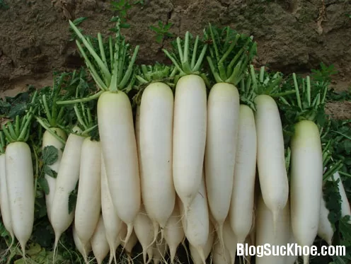 Trị ho lâu ngày bằng thảo dược từ thiên nhiên