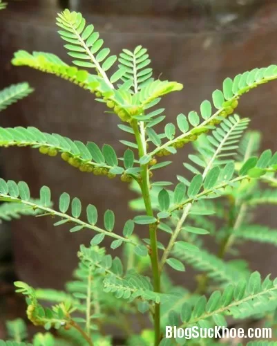 Chữa mụn nhọt, mẩn ngứa mùa nóng