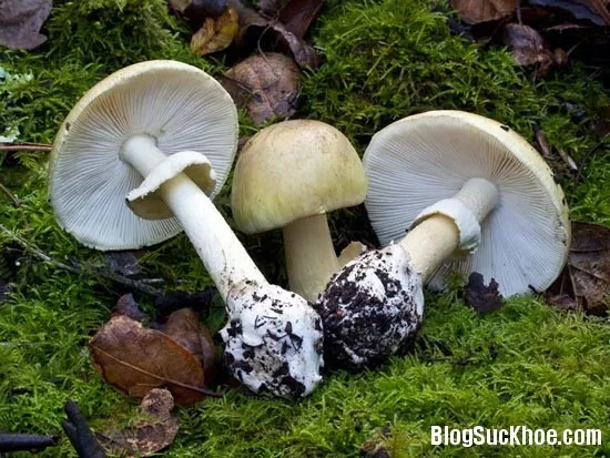 3 loại thực phẩm quen thuộc có thể gây chết người
