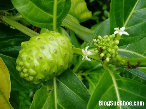 Rễ nhàu chữa nhức mỏi người, đau nửa đầu do thời tiết