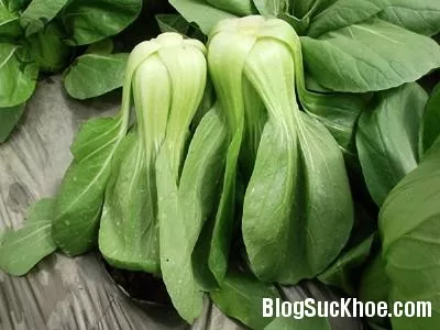 Những bài thuốc hay từ cây cải thìa