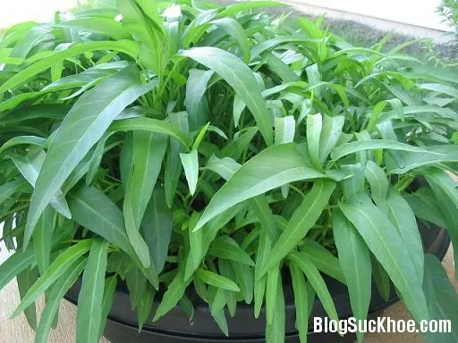Những bài thuốc trị bệnh hay từ rau muống