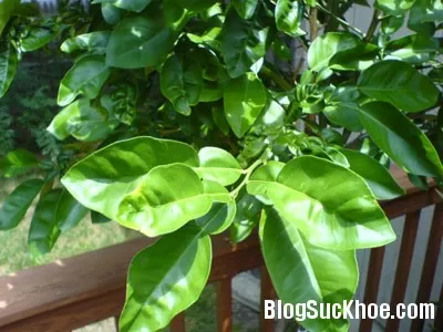 Thuốc từ lá chanh chữa nhiều bệnh thường gặp