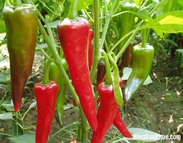 Công dụng và bài thuốc Nam trị bệnh từ ớt