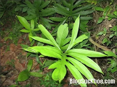 Công dụng và bài thuốc từ cây móp gai