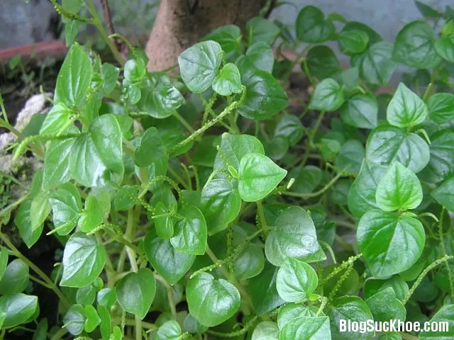 Công dụng và bài thuốc từ rau càng cua